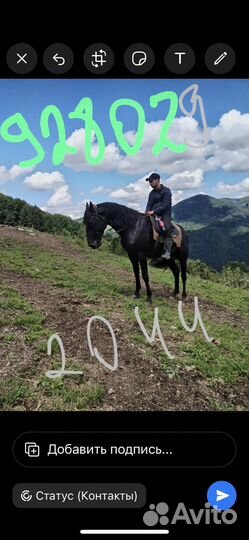 Карачаевский жеребец