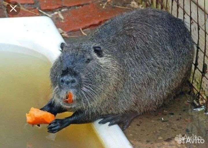 Продажа нутрии