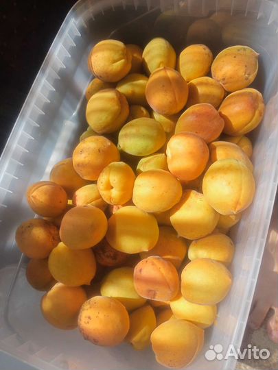 Саженцы Орловские