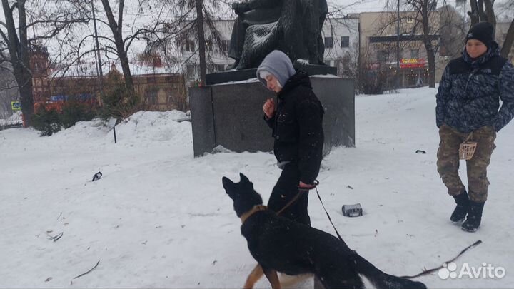 Услуги кинолога