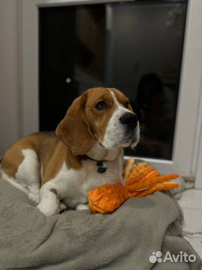 Бигль вязка