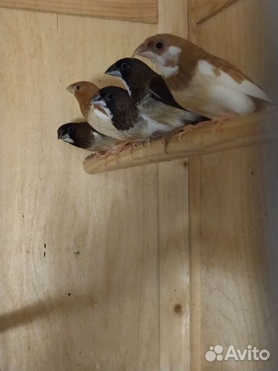 Певчий попугай, Розелла, корелла,амадины, волнис