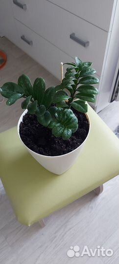 Замиокулькос карликовый