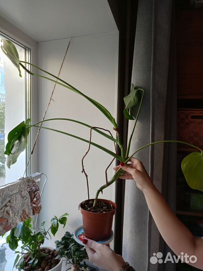 Монстера обыкновенная