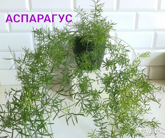 Комнатное растение аспарагус купить в Москве | Товары для дома и дачи ...
