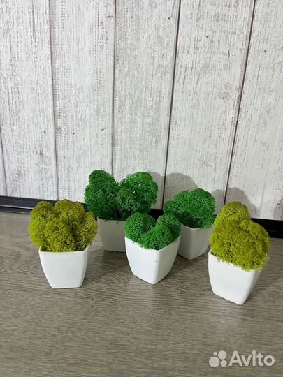 Кашпо декоративное со стабилизированным мхом