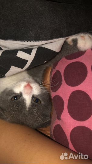 Шотландская кошка