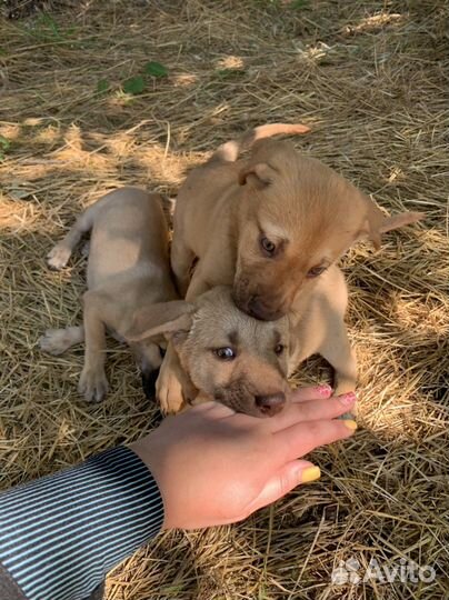 Собака в добрые руки