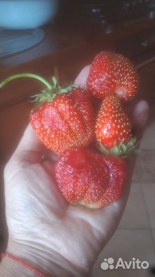 Клубника, ремонтантная, укорененные усы