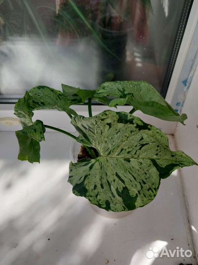 Сингониумы