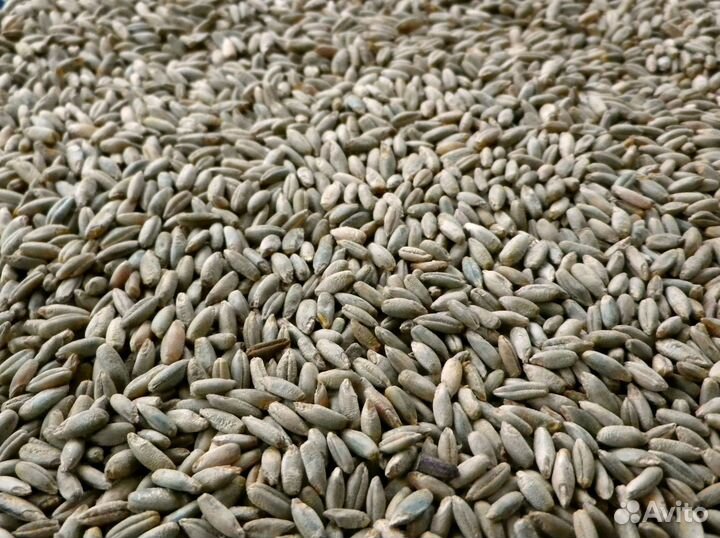 Рожь озимая