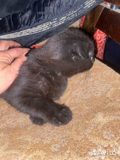 Шотландский вислоухий котик