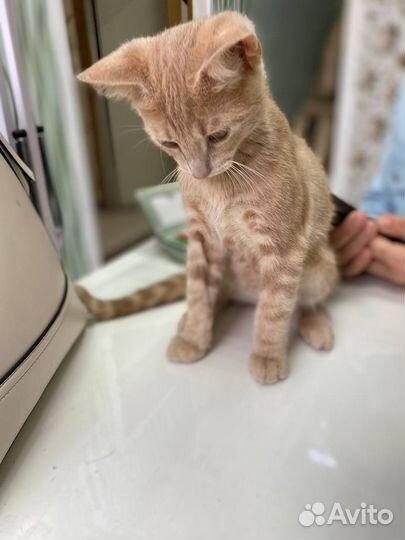 Рыжий котенок мальчик в добрые руки