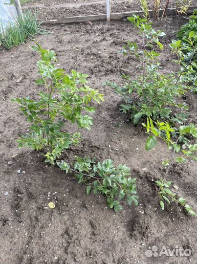 Саженцы унаби