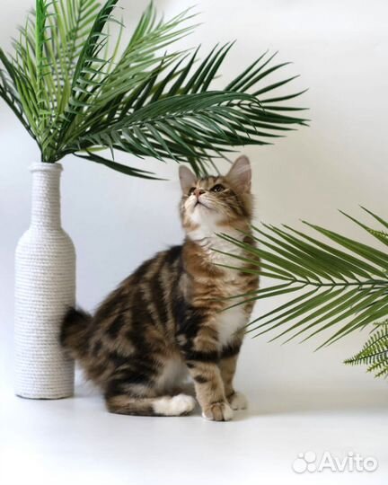 Котята курильский бобтейл