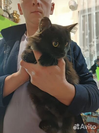 Котята в добрые руки бесплатно