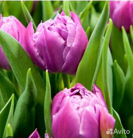 Луковицы тюльпанов