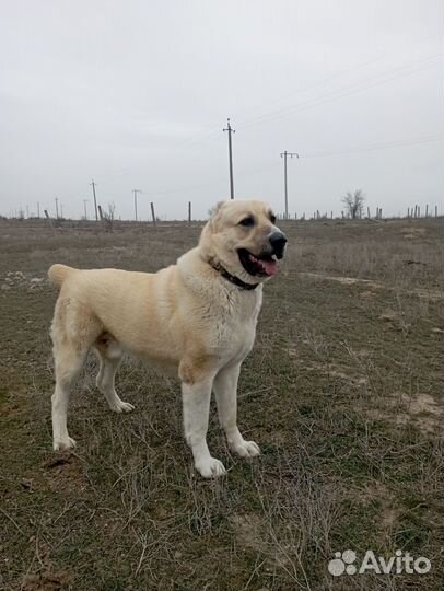 Среднеазиатская овчарка алабай вязка