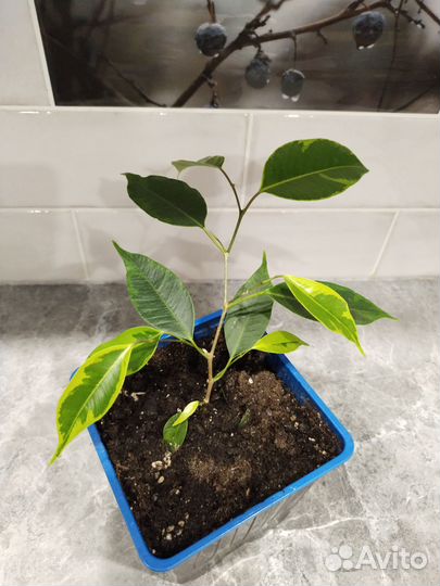 Фикус Бенджамина