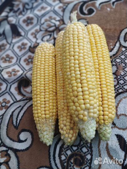 Кукуруза домашняя со своего огорода