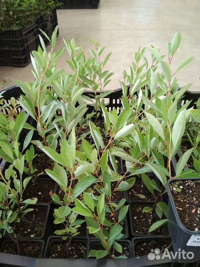 Сливово вишневый гибрид