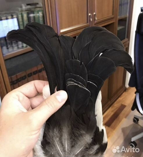 Хвост тетерева (лира)