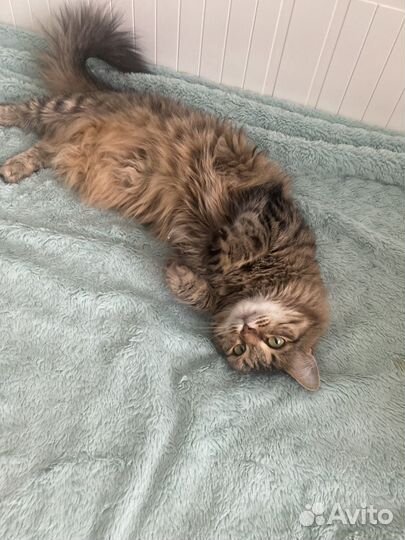 Кошки в добрые руки бесплатно