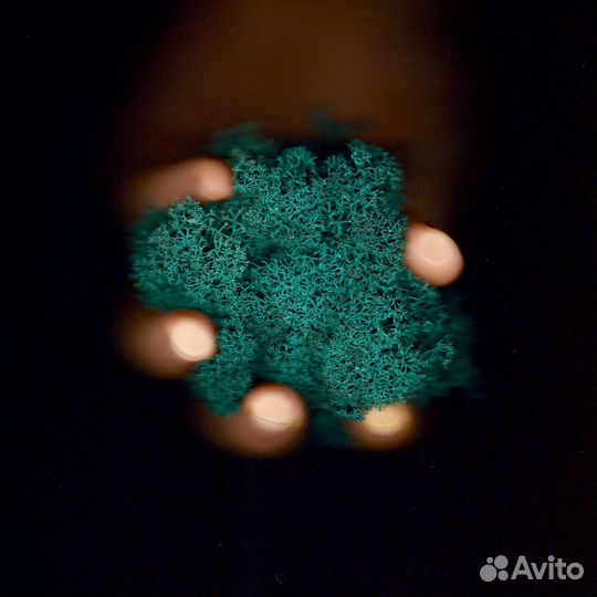 Стабилизированный мох, Лаймовый