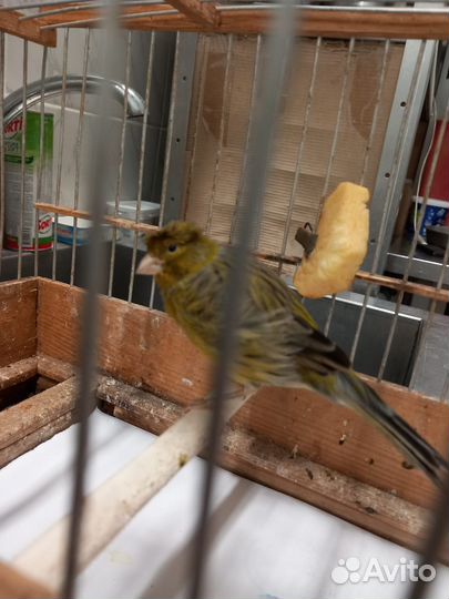 Канарейки (девочки)