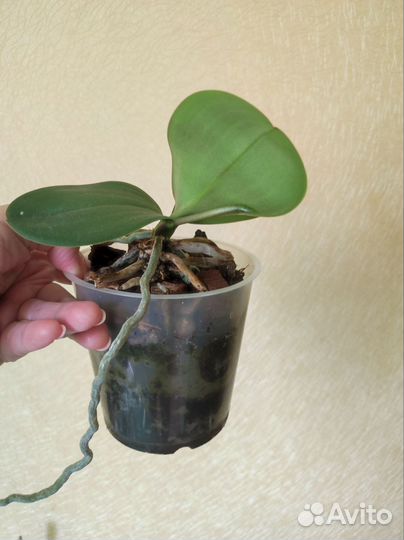 Орхидея фаленопсис