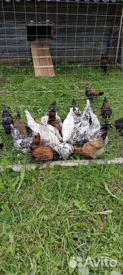 Куры породные