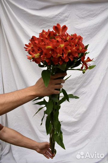 Цветы, Альстромерия оптом(розница)