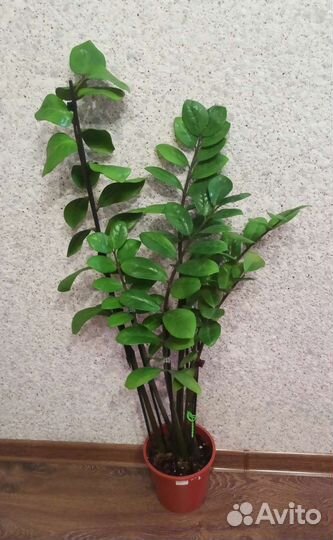 Замиокулькасы Супер нова, Занзибар