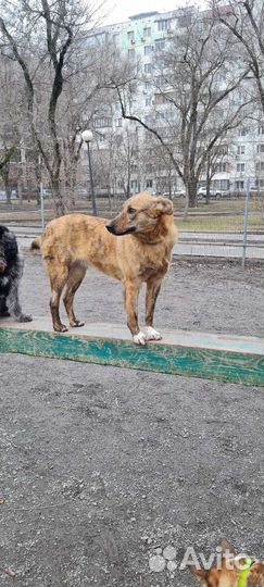 Тигра продолжает ждать