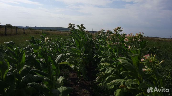 Семена табака Гавана и Вирджиния