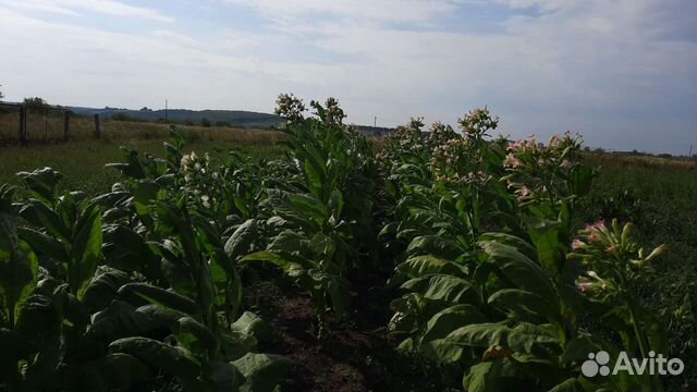 Семена табака Гавана и Вирджиния