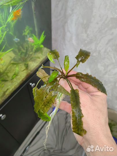 Аквариумные растения