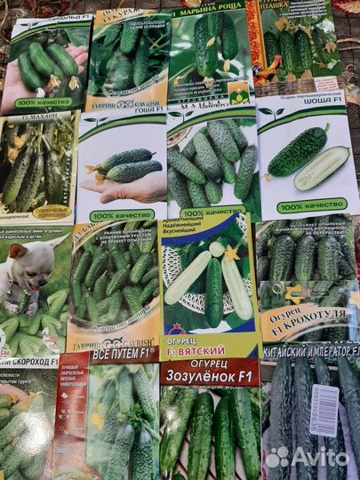 Рассада огурцов