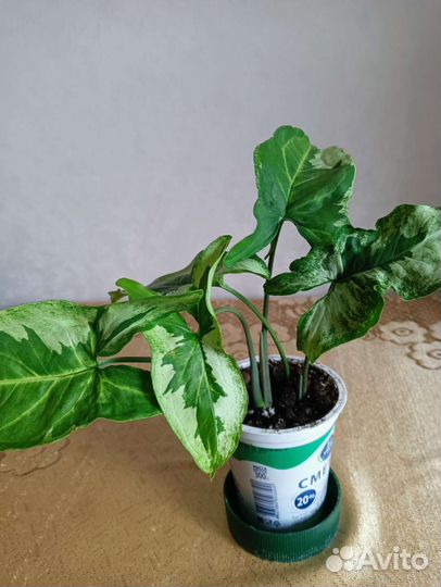 Сингониумы