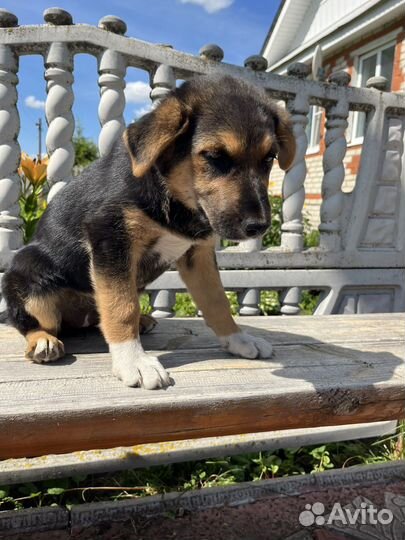 Щенки русской гончей