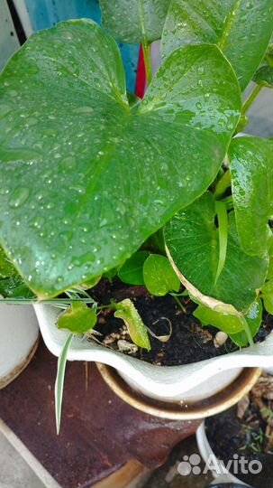 Комнатные растения. Цветы