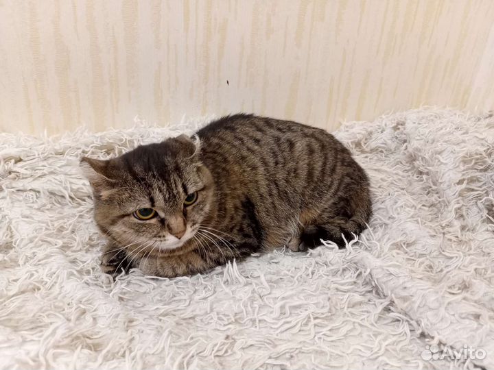 Кошечка очень нуждается в хозяине