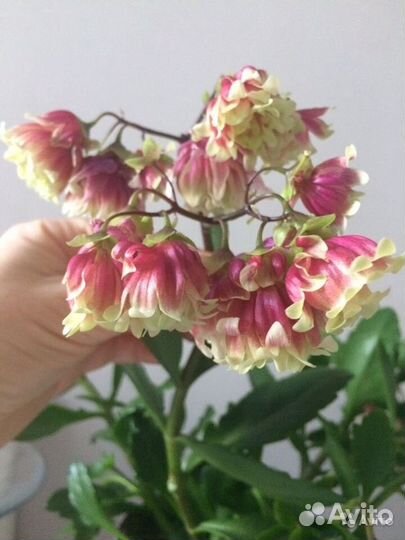 Комнатные цветы