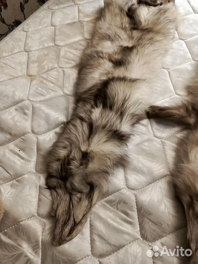 Шкура полярной лисицы