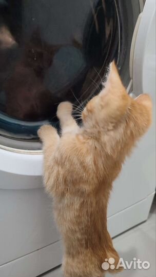 Рыжий проказник 2 мес