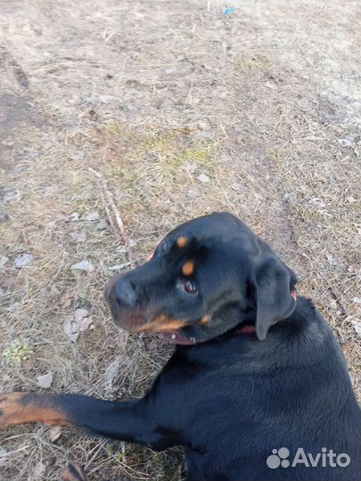 Вязка ротвейлера