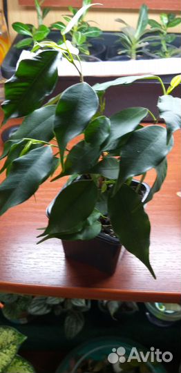 Комнатные цветы