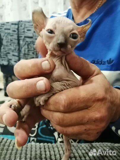 Канадский сфинкс