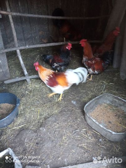 Молодые петухи