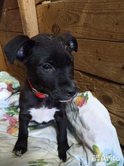 Собака в добрые руки отдам бесплатно